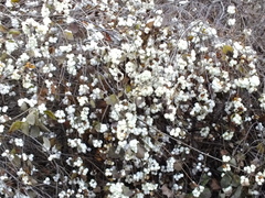 Symphoricarpos albus