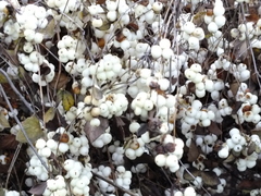 Symphoricarpos albus