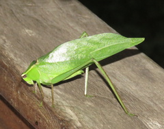 Stilpnochlora quadrata