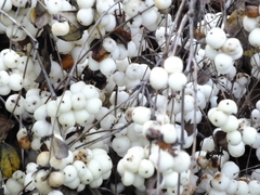 Symphoricarpos albus