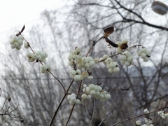Symphoricarpos albus