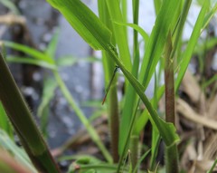 Agriocnemis palaeforma