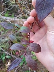 Vaccinium erythrocarpum, photograph (c) Bob Schwartz, some rights reserved (CC BY)
