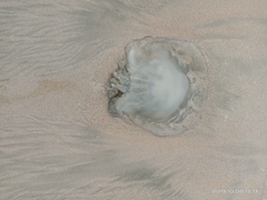 Rhizostomatidae