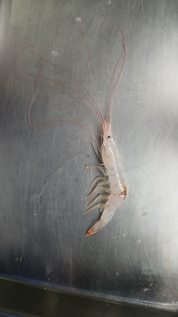 Spider prawn