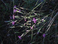 Dianthus longicaulis