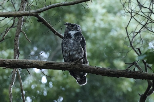 View observation of {o.common_name} on iNaturalist