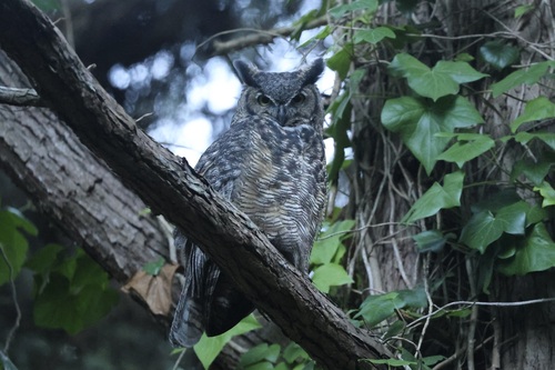 View observation of {o.common_name} on iNaturalist