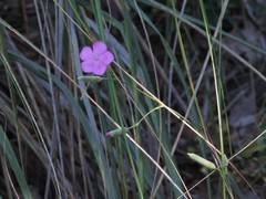 Dianthus longicaulis