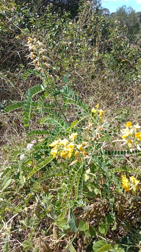 Sophora fraseri, photograph 4