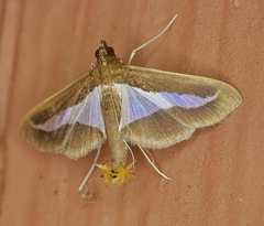 Diaphania infimalis