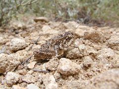 Phrynotettix robustus