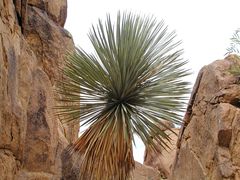 Yucca rostrata