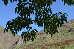 Fraxinus sogdiana