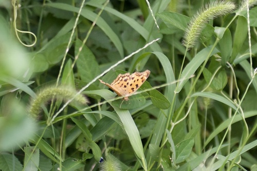 Asian Comma