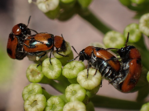Coptocephala massiliensis
