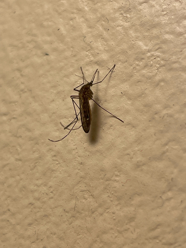 Unknown species found near Montana, US