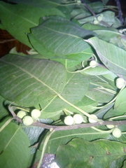 Ficus