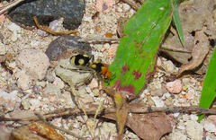 Dasymutilla araneoides