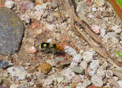 Dasymutilla araneoides