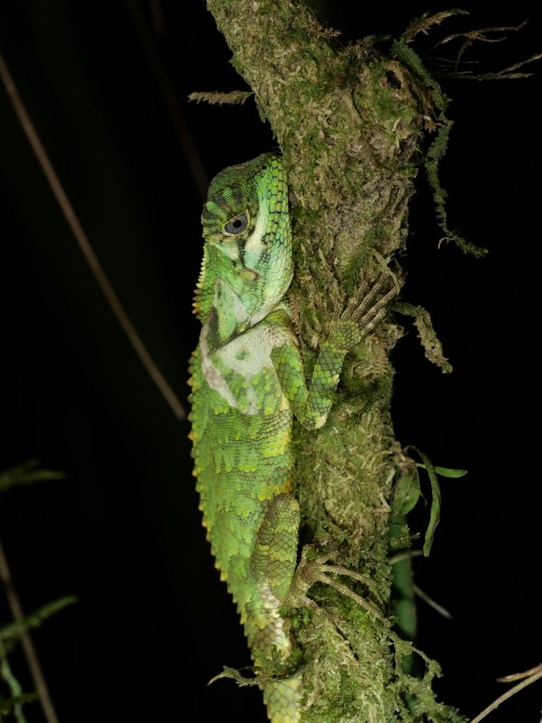 Manthey's Forest Dragon (Gonocephalus lacunosus)