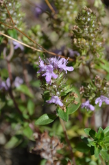 Thymus incertus