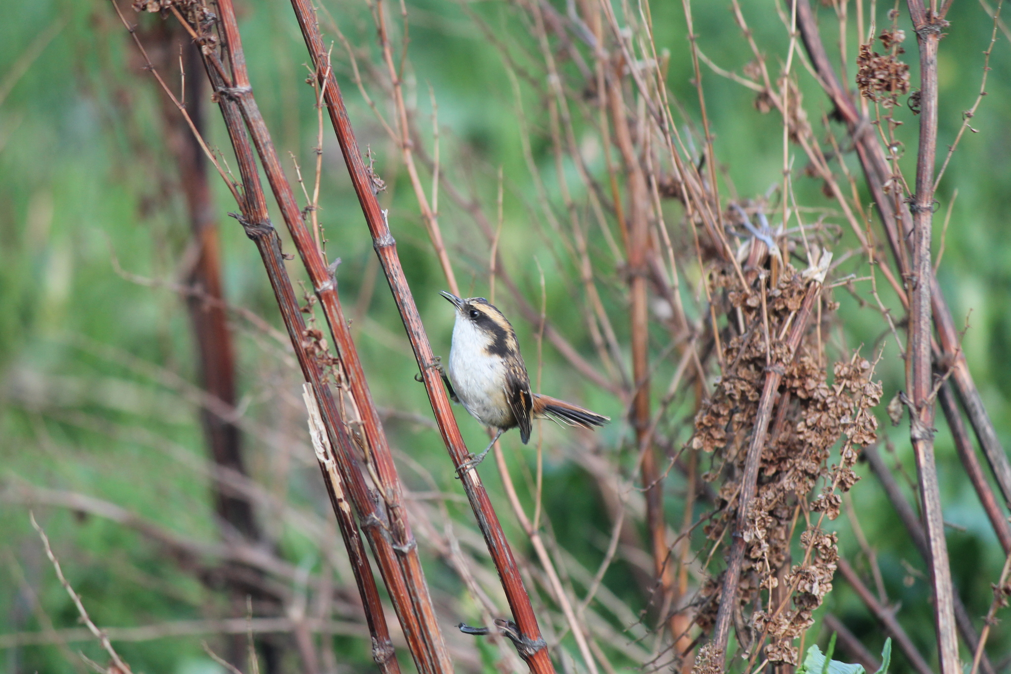 Thorn-tailed Rayadito (Aphrastura spinicauda)