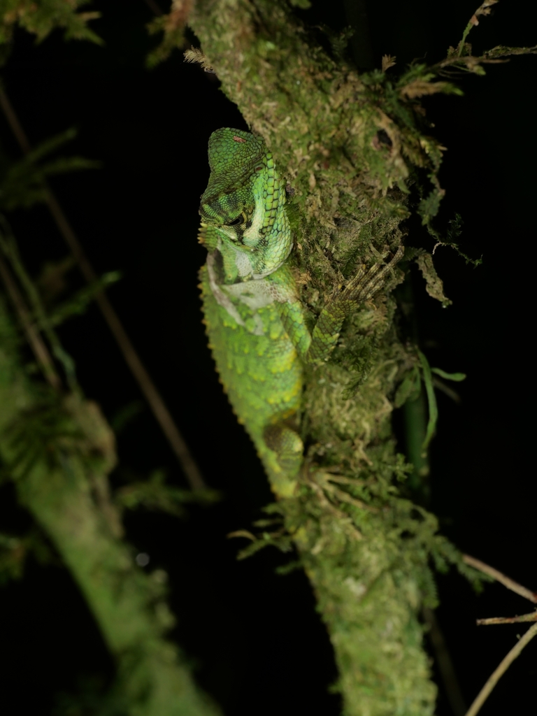 Manthey's Forest Dragon (Gonocephalus lacunosus)