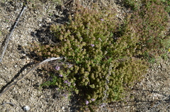 Thymus incertus