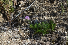 Thymus incertus