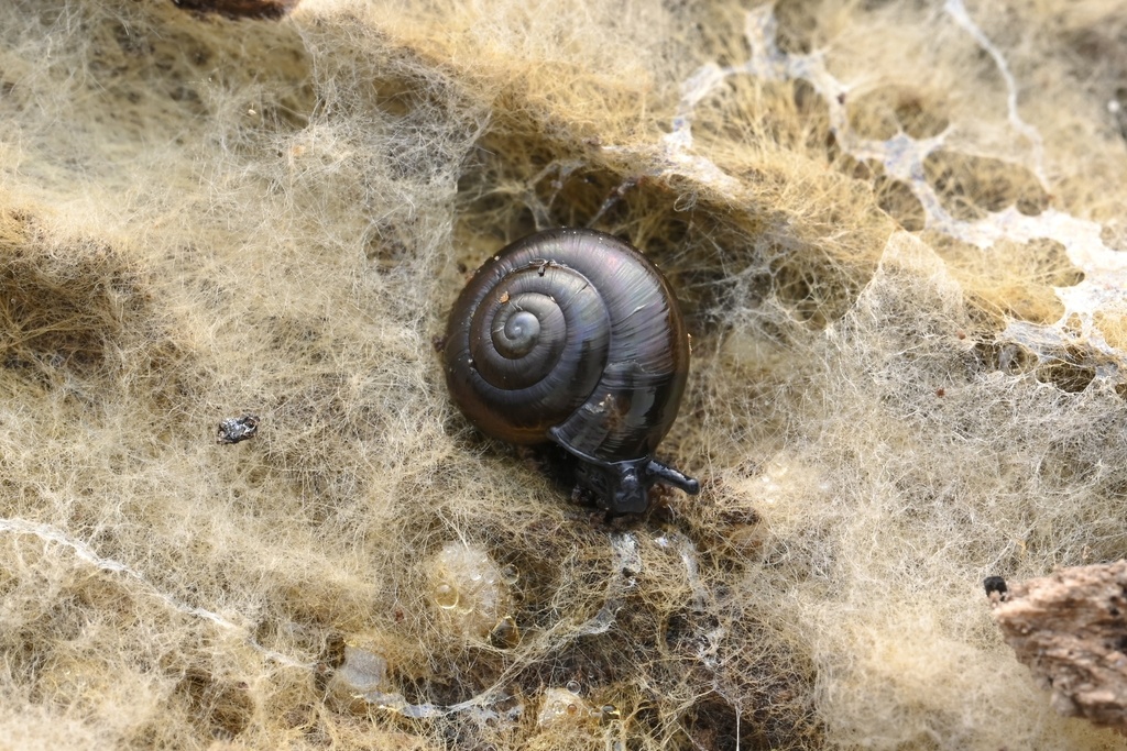 Gloss snails from Connector Heathcote Mapleton Loop Route 27, Princeton ...