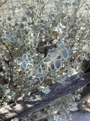 Acmispon argophyllus