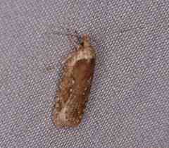 Agonopterix clemensella