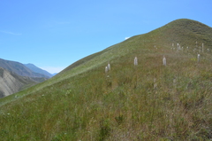 Eremurus tianschanicus