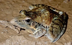 Ptychadena oxyrhynchus