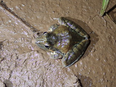Ptychadena oxyrhynchus