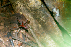 Leptomyrmex tibialis