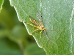 Xanthopimpla rhopaloceros