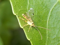 Xanthopimpla rhopaloceros