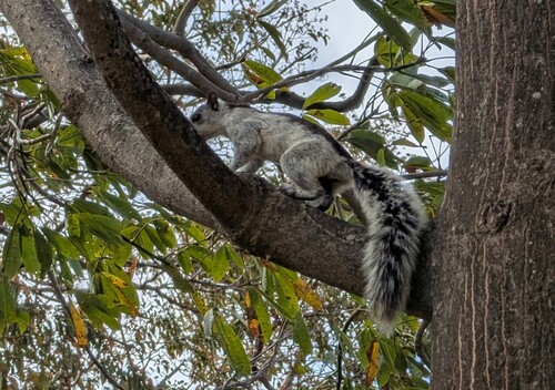 Dorsal Squirrel