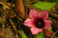 Brachychiton discolor
