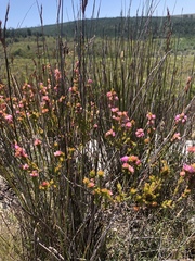 Erica propinqua