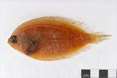 East Coast Flounder photo 1