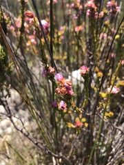 Erica propinqua