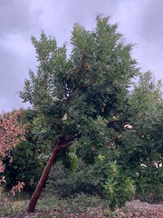 Arbutus × andrachnoides