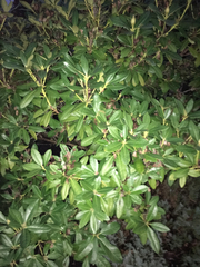 Rhododendron × hybridum