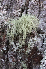 Usnea mutabilis