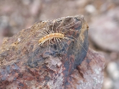 Scutigera linceci