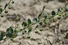 Andrachne telephioides