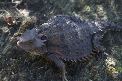 Phrynosoma orbiculare